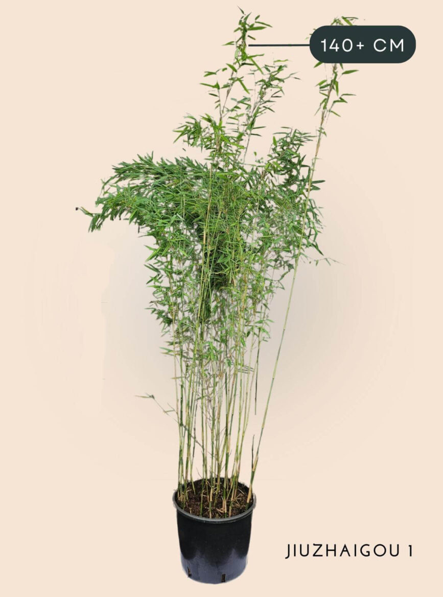 Bamboe Plant Fargesia Jiuzhaigou1 10 liter 140+ cm hoog