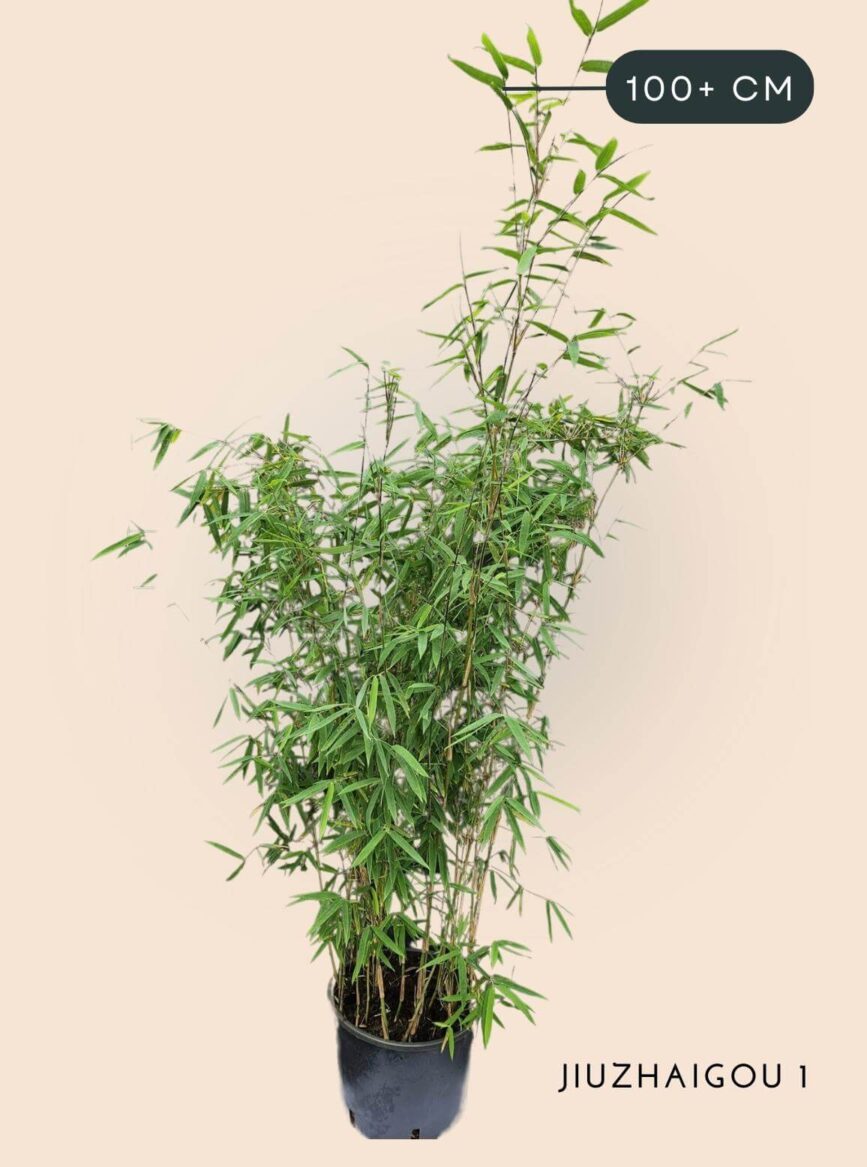 Bamboe Plant Fargesia Jiuzhaigou1 5,5 liter 100+ cm hoog