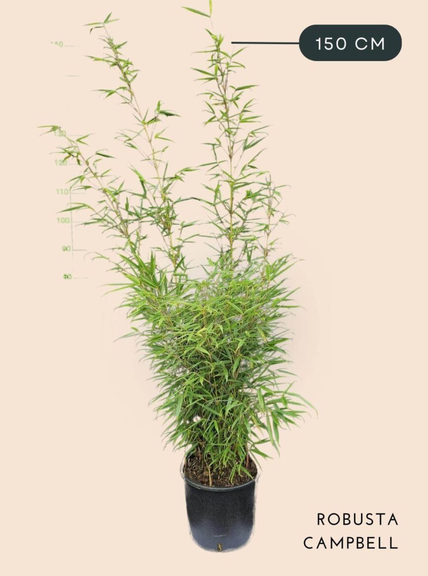 Bamboe Plant Fargesia Robusta Campbell 10 liter 150 cm hoog