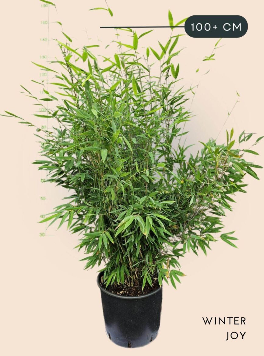 Bamboe Plant Fargesia nitida Winter Joy 15 liter 100+ cm hoog