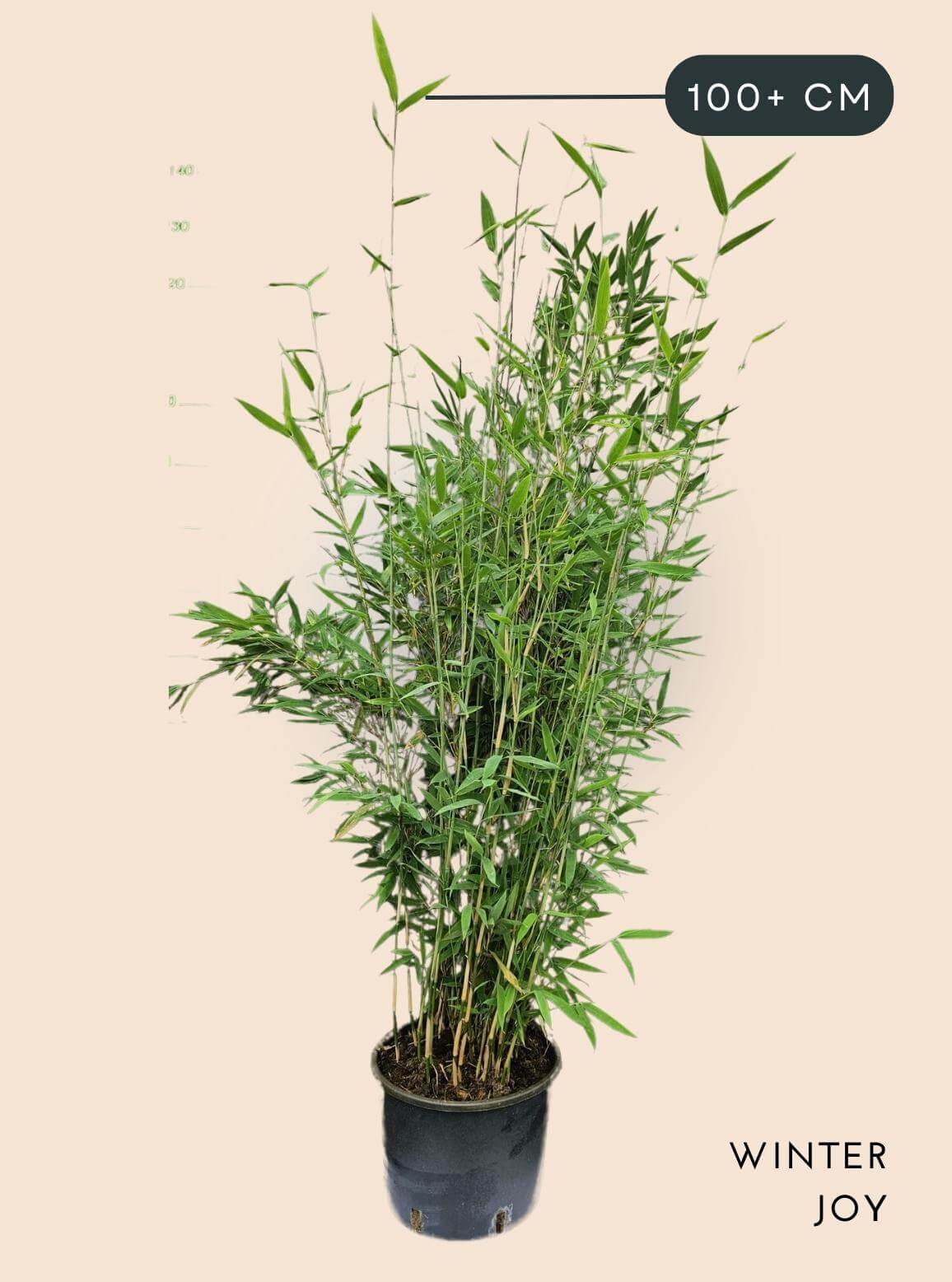 Bamboe Plant Fargesia nitida Winter Joy 5,5 liter 100+ cm hoog