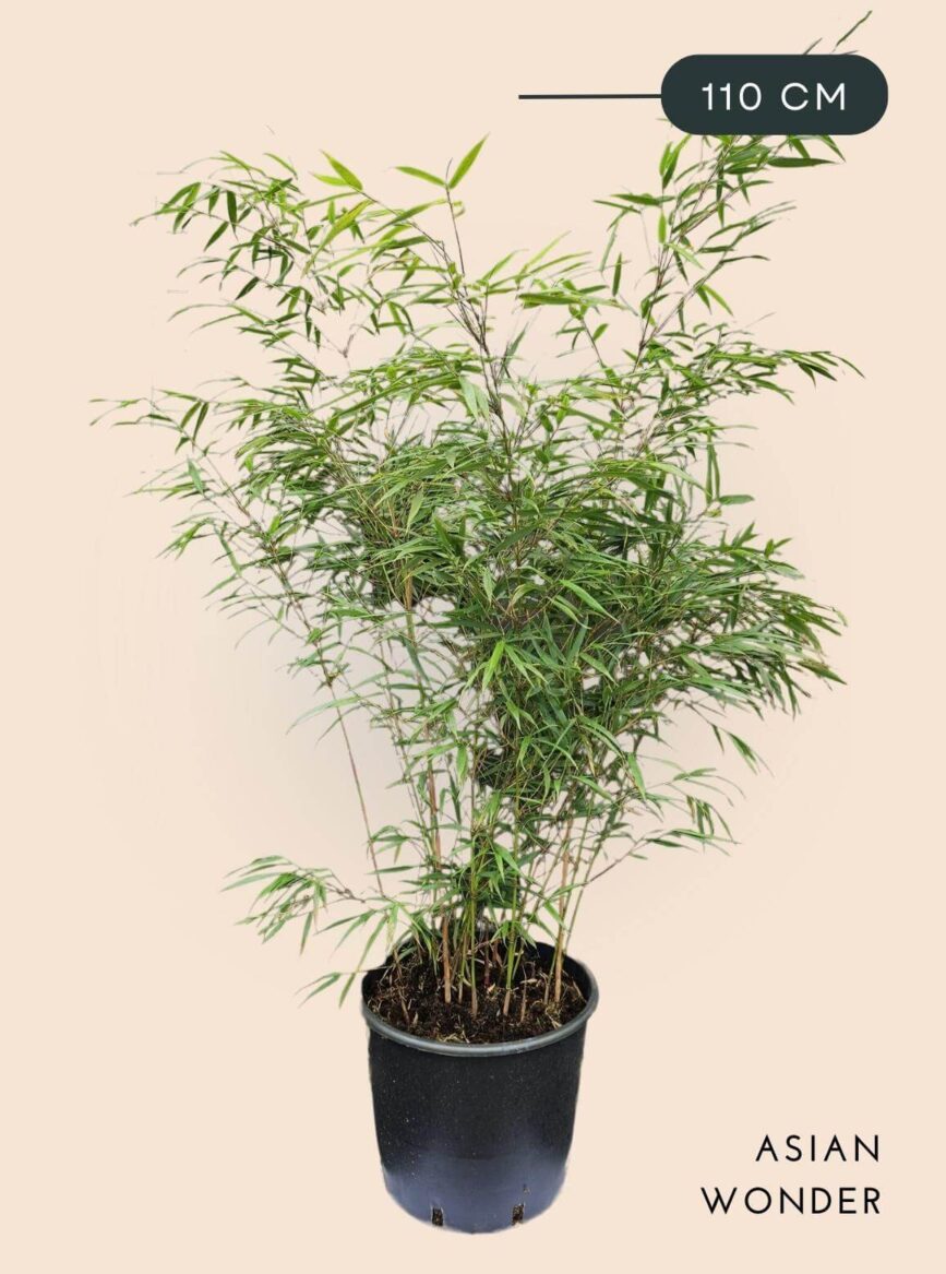 Bamboe Plant Fargesia scabrida Asian Wonder 15 liter 110 cm hoog
