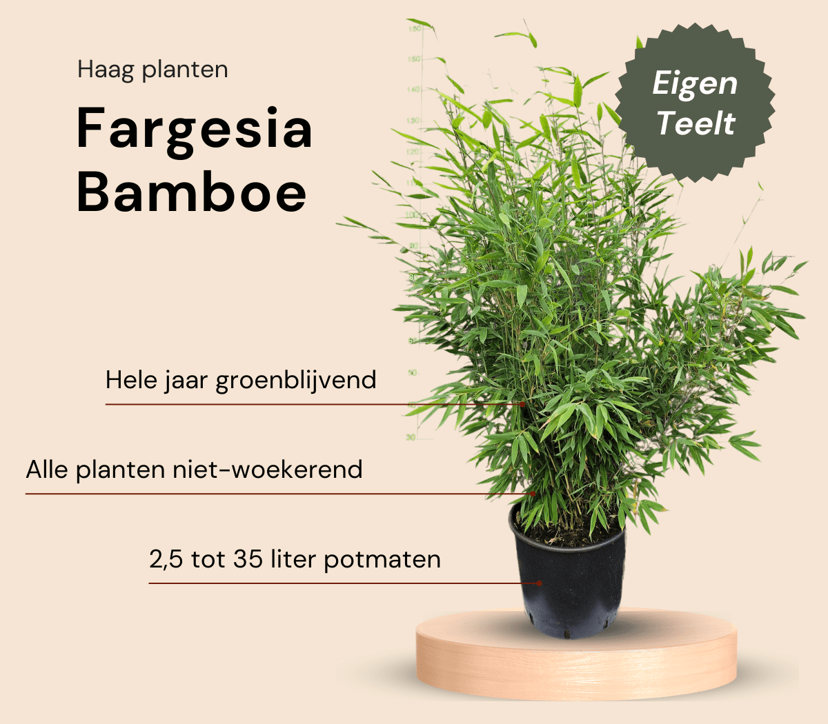 fargesia-bamboe-haag-planten